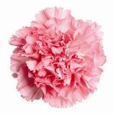 Doz. Boxed Carnations